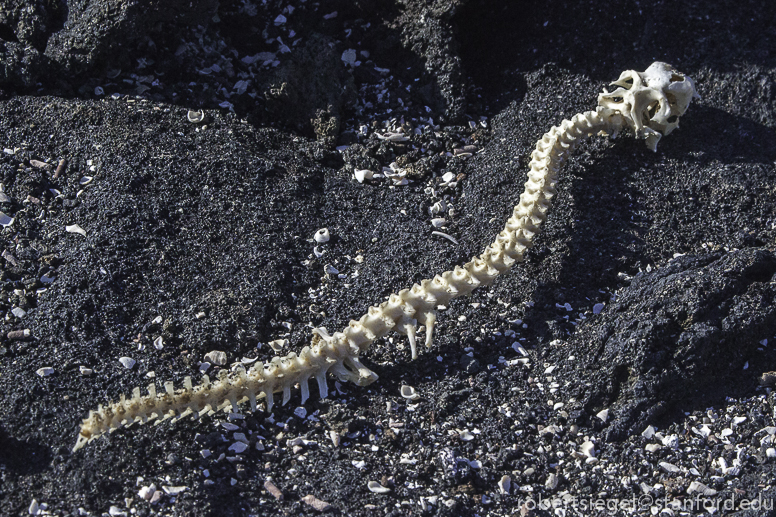 marine iguana skeleton